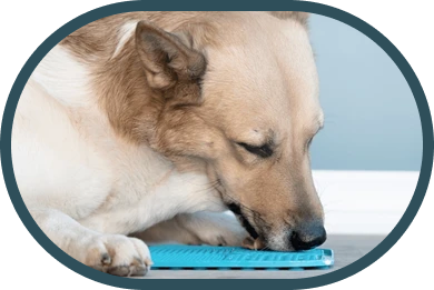 Chien avec tapis de léchage