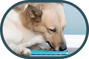 Chien avec tapis de léchage